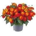 Bild von Lantana P12 Red